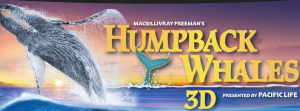 humpack_whales
